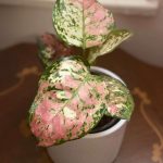 Aglaonema ‘Anymanee Tricolor’