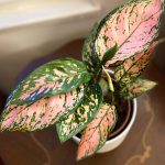 Agloanema 'Lady Valentine'