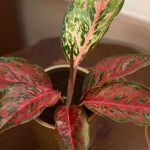Aglaonema 'Mart Sip Karat'