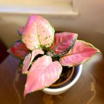 Aglaonema 'Red Master'