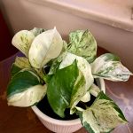 Epipremnum "Happy Leaf"