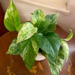 Epipremnum "Marble Queen"