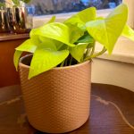 Epipremnum aureum "Neon"