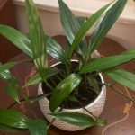 Epipremnum amplissimum