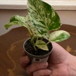 Epipremnum "Snow Queen"