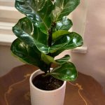 Ficus Lyrata