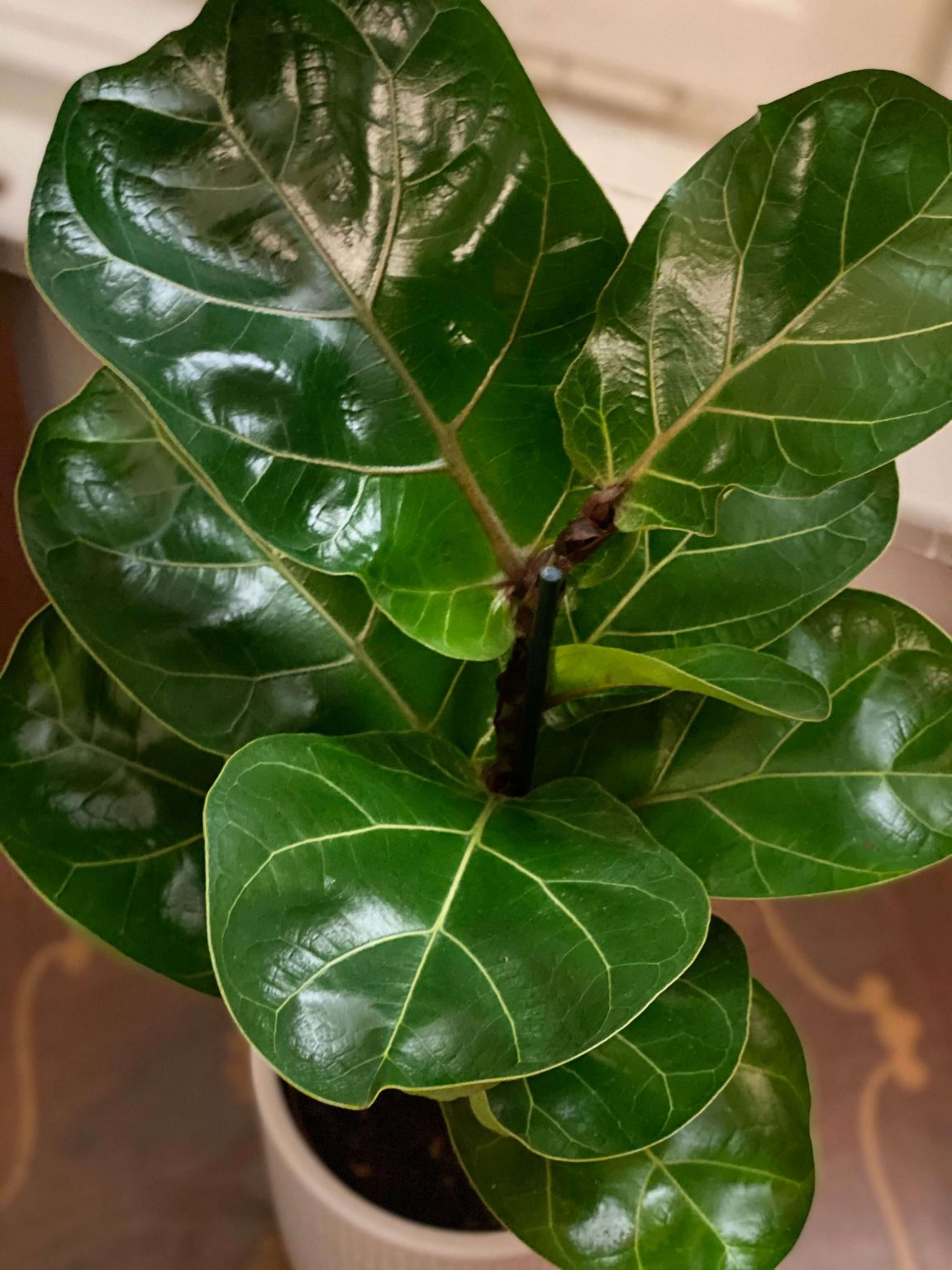 Ficus lyrata - GreenGrows
