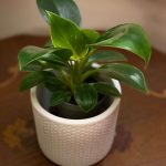 Philodendron "Birkin"