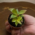 Philodendron "Prince of orange"