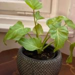 Philodendron "Xanadu Gold"