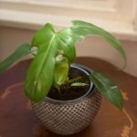 Philodendron Florida "Ghost Hybrid"