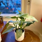 Philodendron hastatum "Silver Sword"