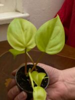 Philodendron hederacum "Lemmon Lime" - slika 3