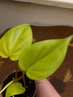 Philodendron hederacum "Lemmon Lime" - slika 2