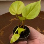 Philodendron hederacum "Lemmon Lime"