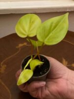 Philodendron hederacum "Lemmon Lime"