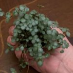 Pilea glaucophylla 'Greyzy'