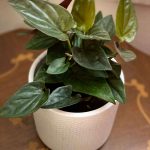 Syngonium erythrophyllum 'Red Arrow'