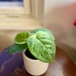 Syngonium macrophylium "Frosted Heart"