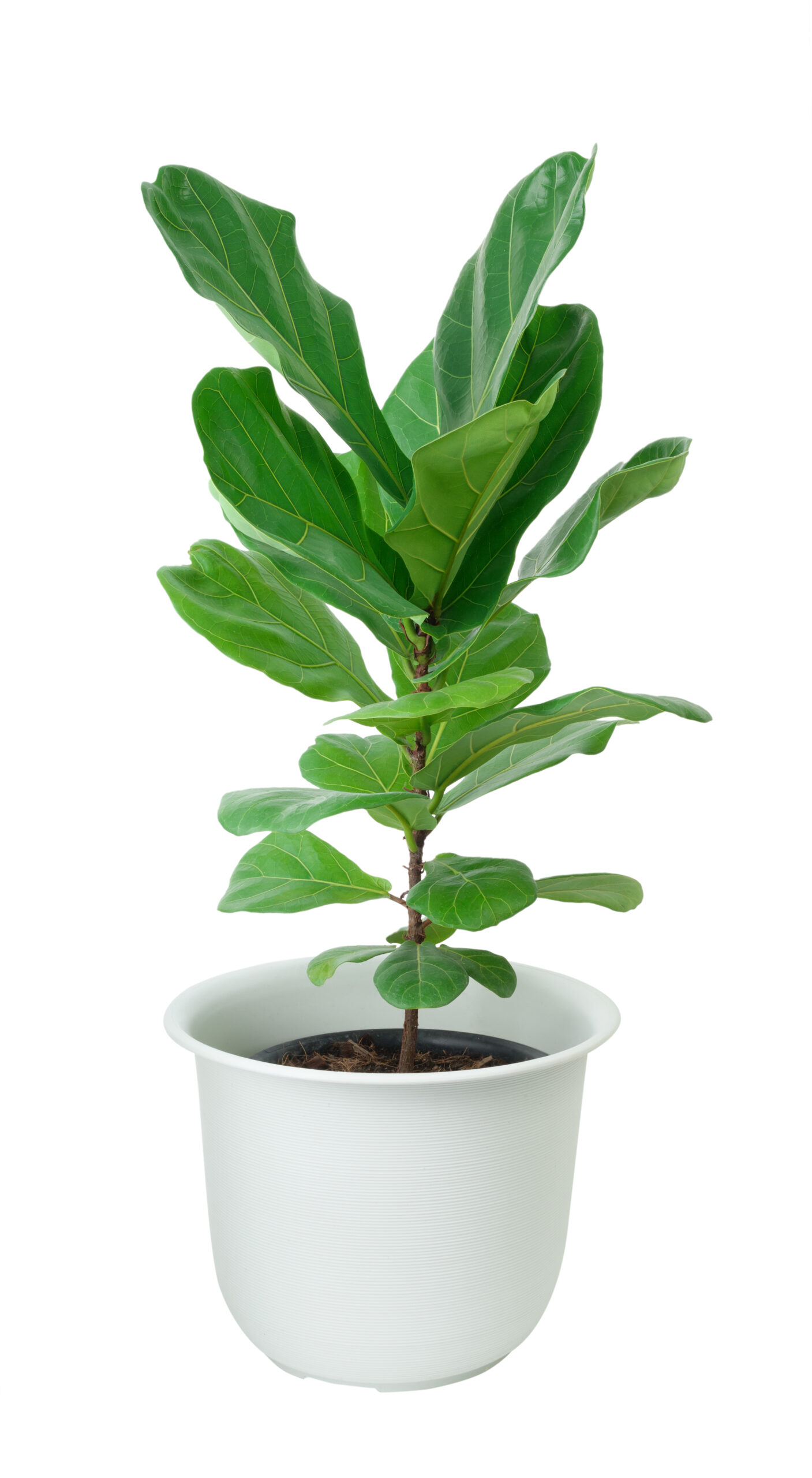 Fiddle fig tree with beautiful big green leaf for decoration in