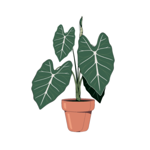 beautiful_alocasia_plant_illustration_background
