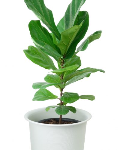 Fiddle fig tree with beautiful big green leaf for decoration in